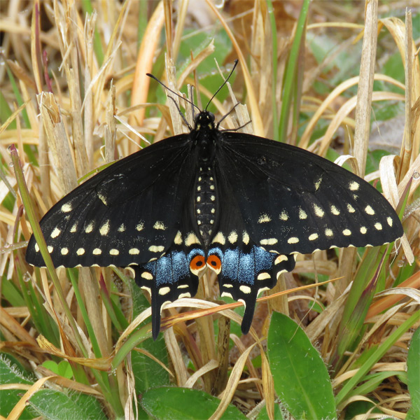 Black Swallowtail butterfly