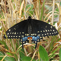 Black Swallowtail butterfly