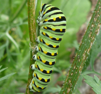 Black Swallowtail caterpillar