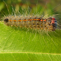 Cherry Dagger Moth caterpillar