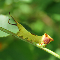 Furcula caterpillar