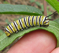 Monarch caterpillar