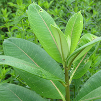 Milkweed plant