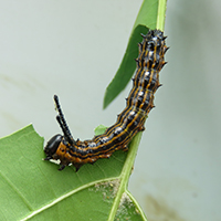 Orange-striped Oakworm caterpillar