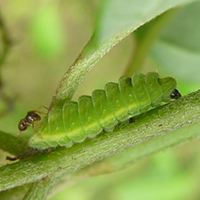 Spring Azure caterpillar
