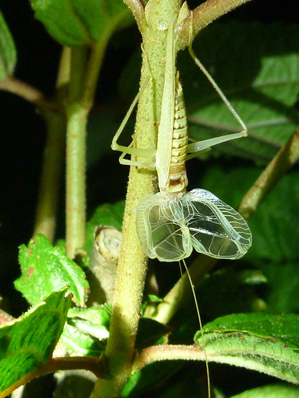 Picture of Tree Cricket.